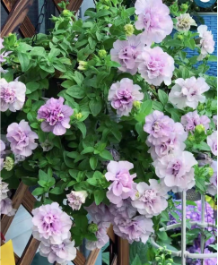 Petunia hybrida