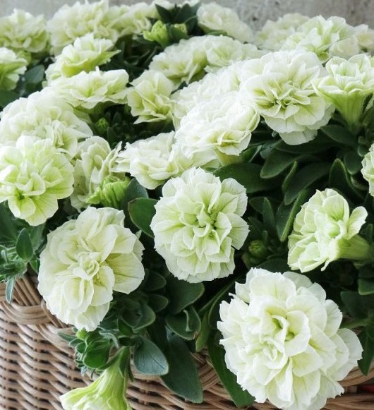 Petunia hybrida