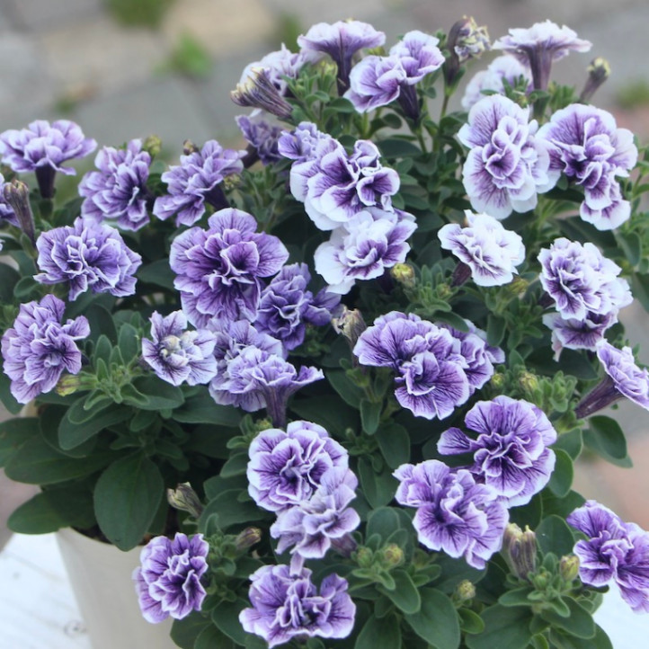 Petunia hybrida
