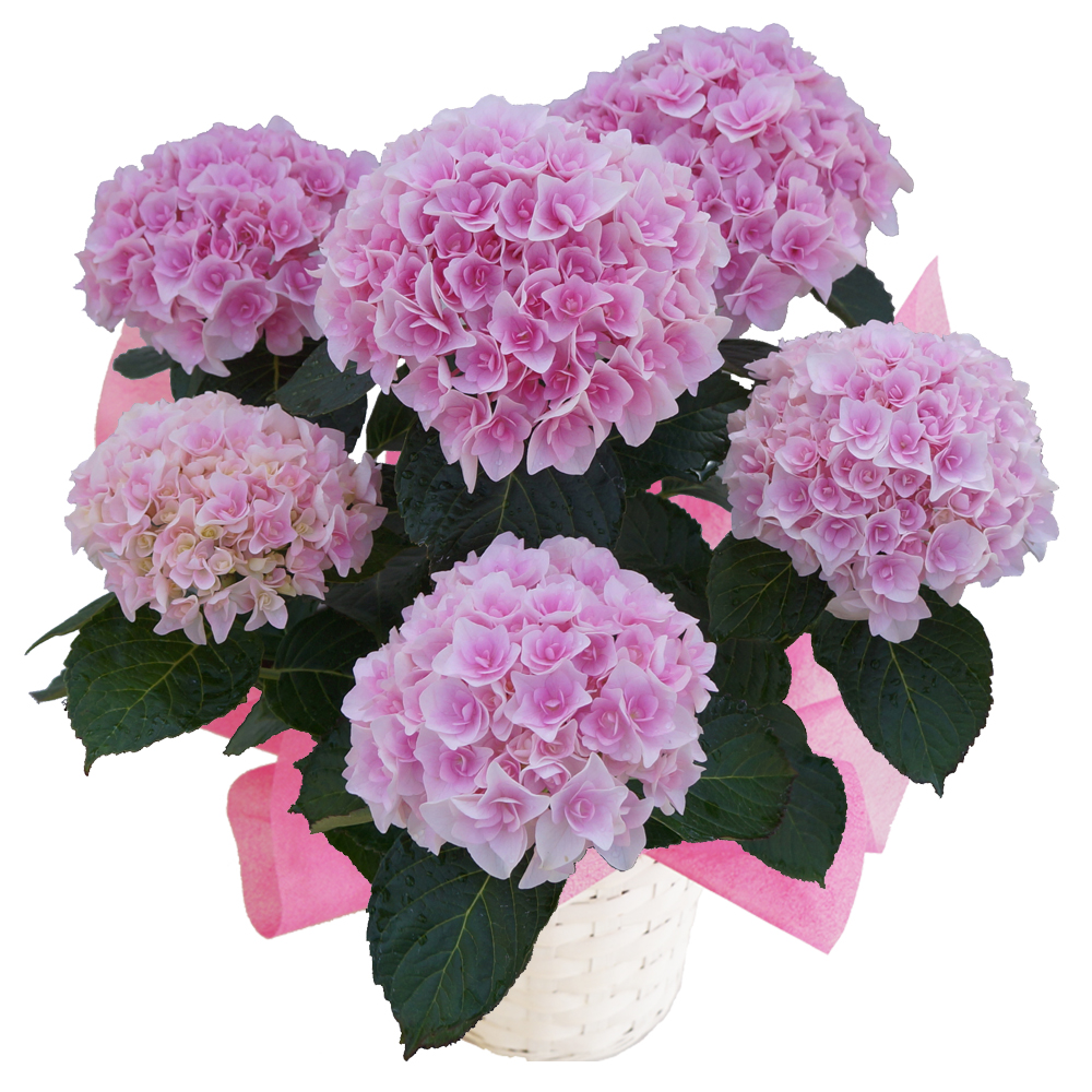 Hydrangea
