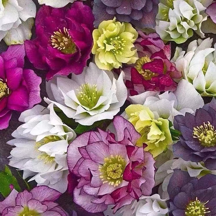 Christmas roses