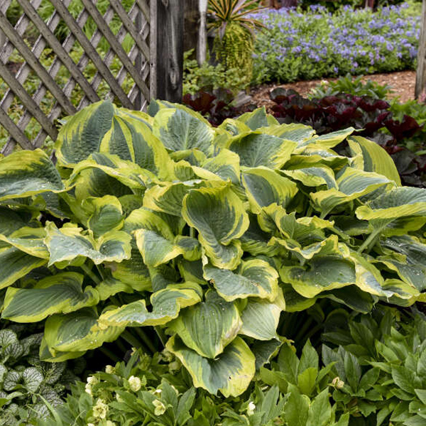 Hosta