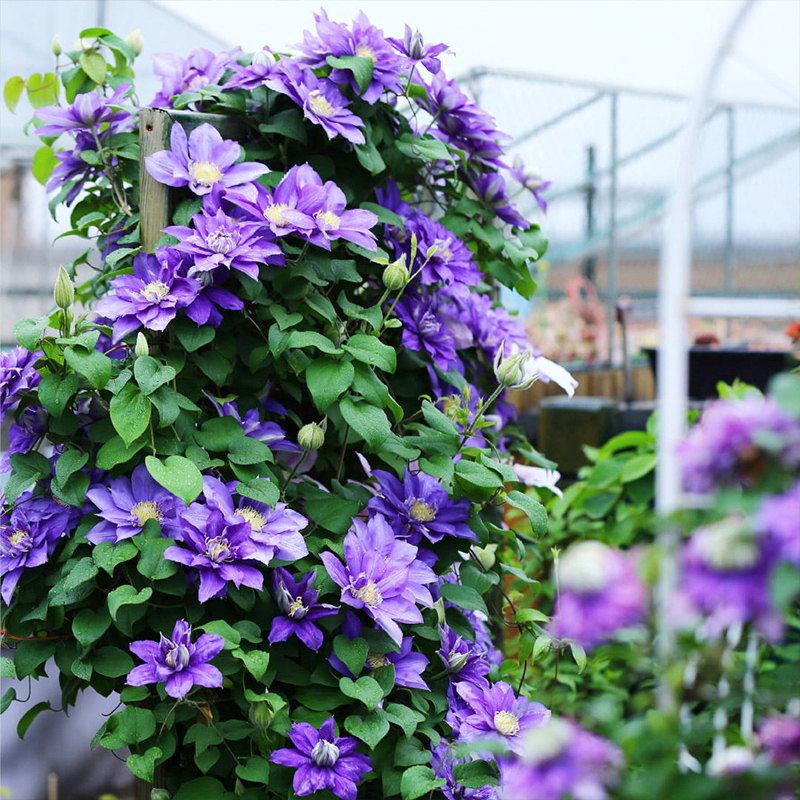 Clematis