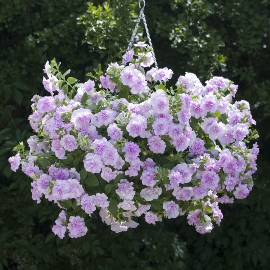 Petunia