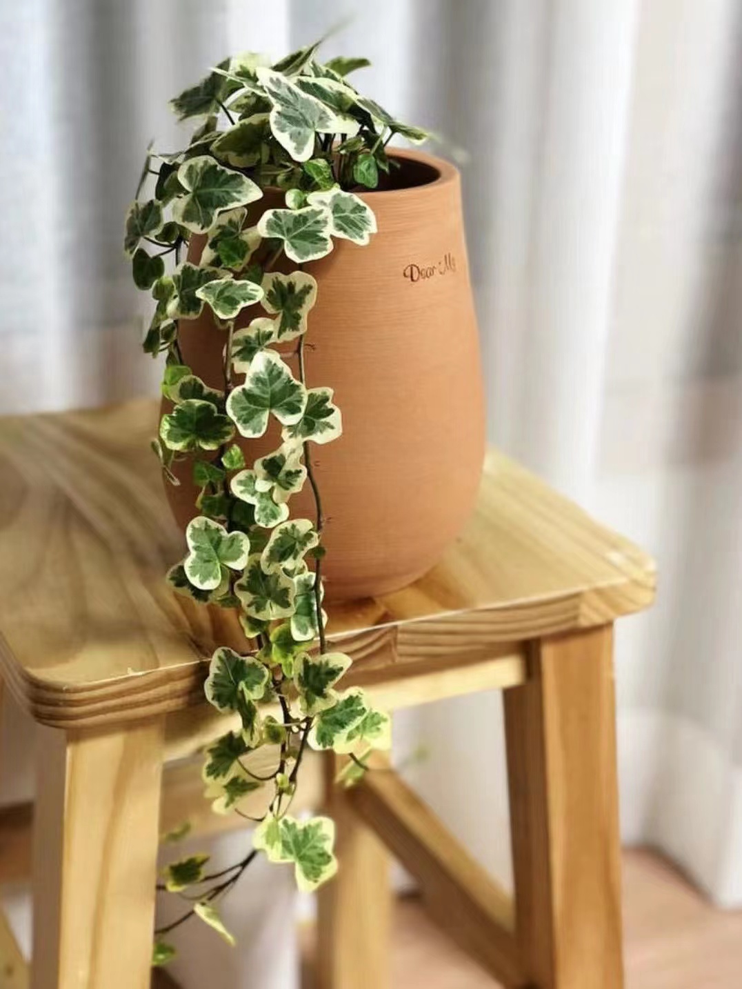 Hedera