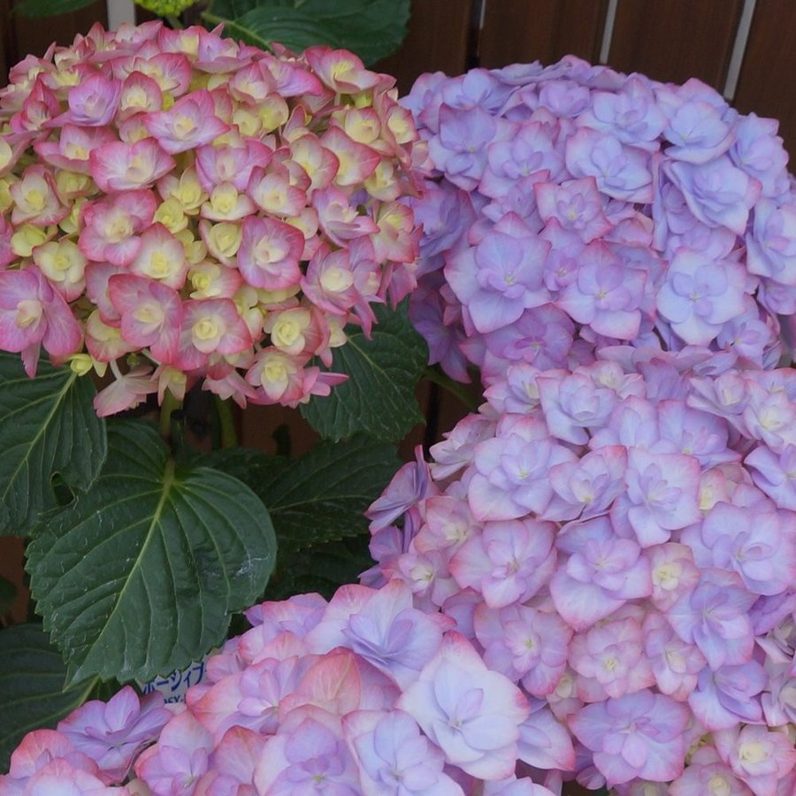 Hydrangea